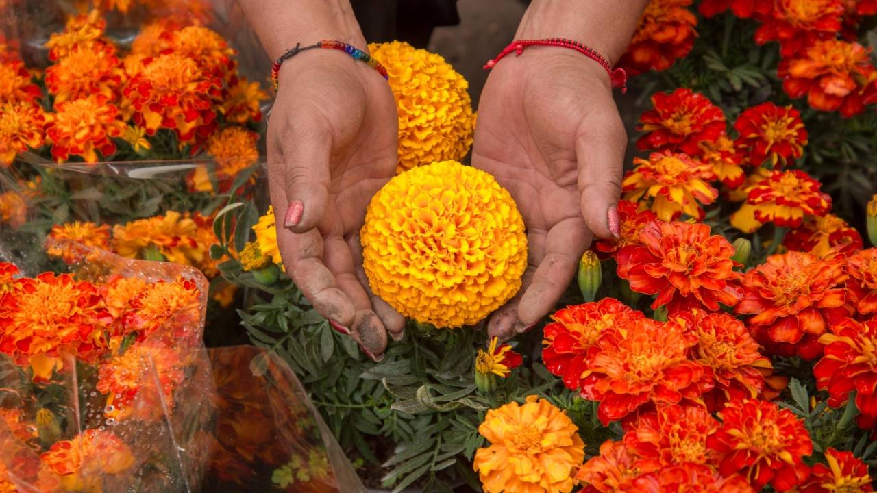 flor de cempasúchil