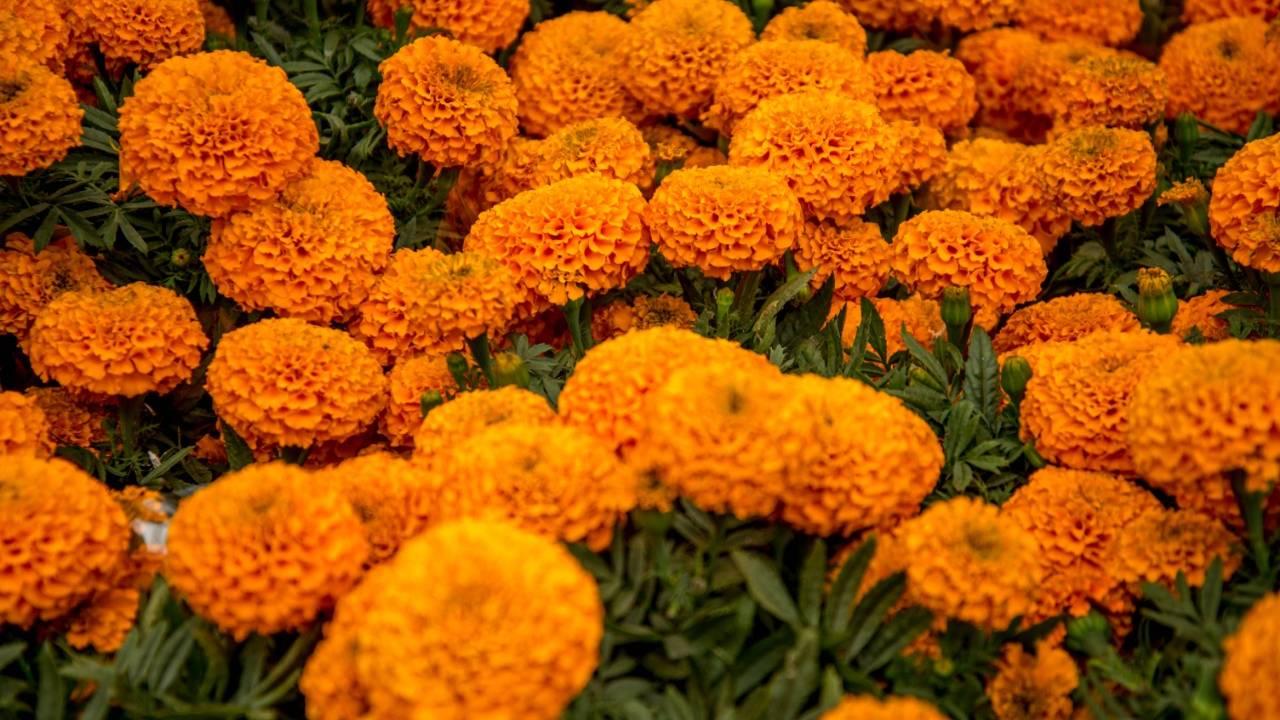 flor de cempasúchil