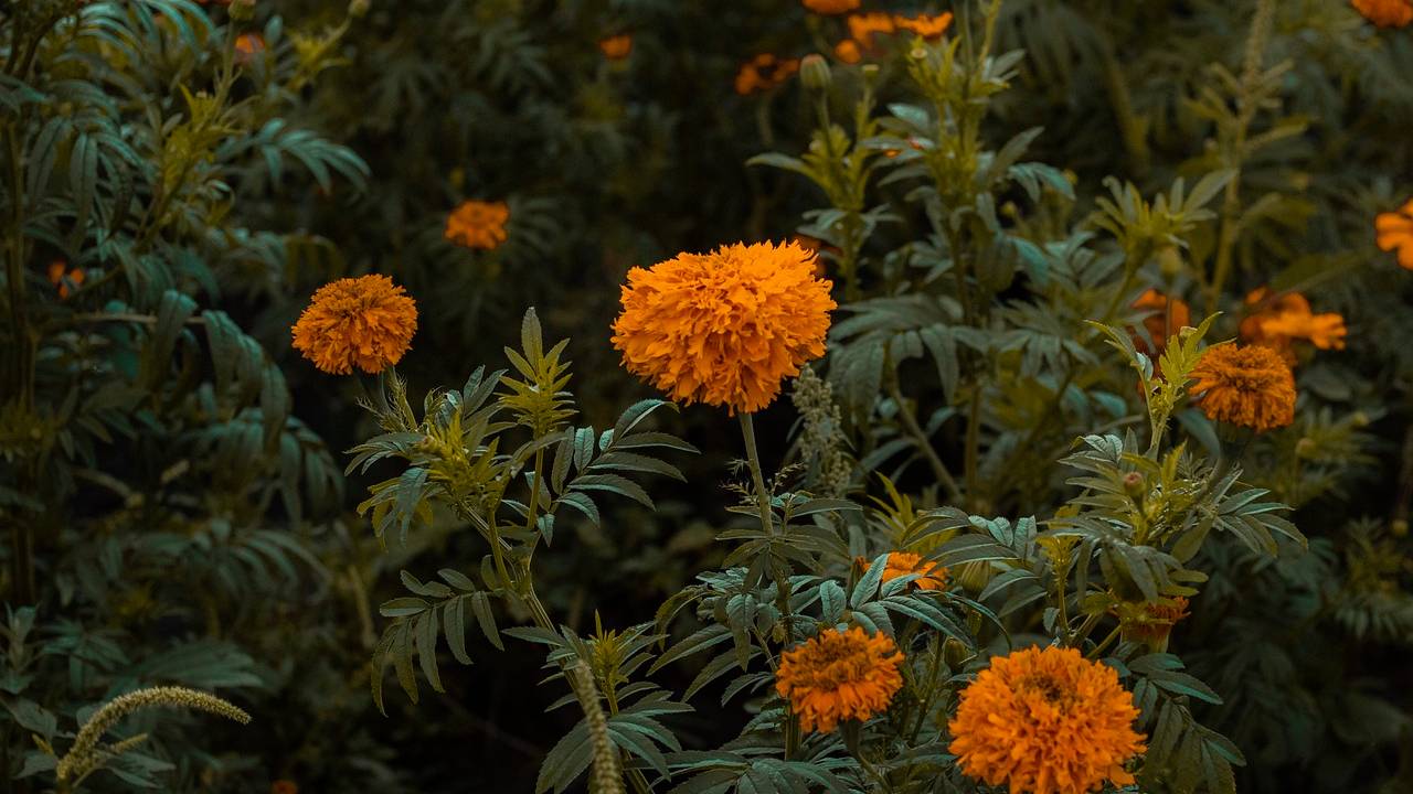 flor de cempasúchil