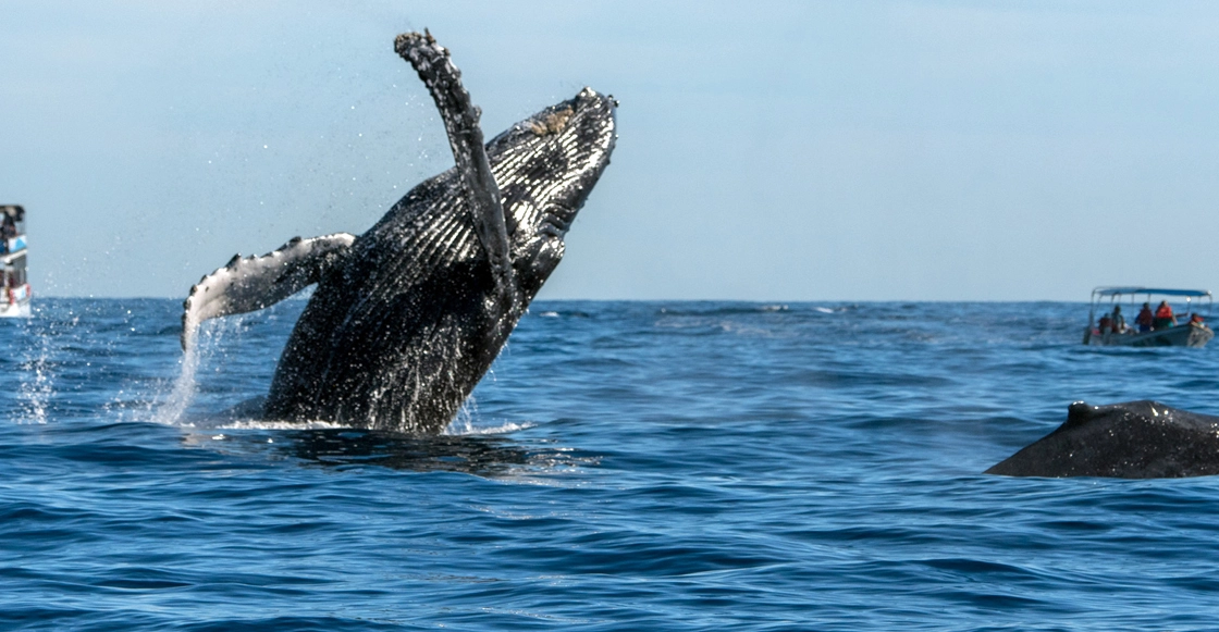 observacion de ballenas en baja california sur observacion de ballenas en baja california sur