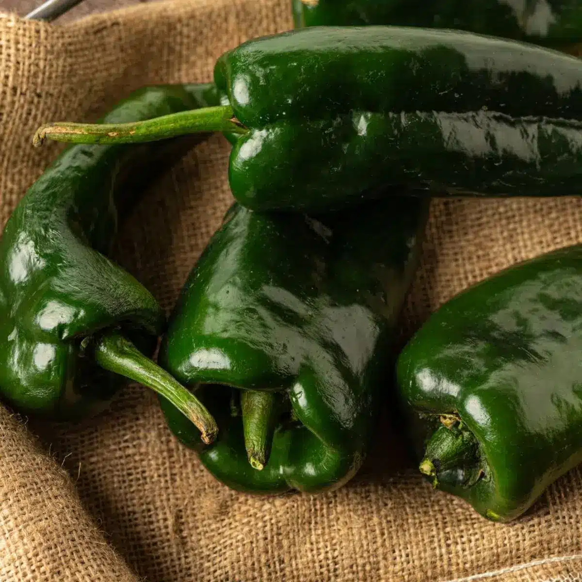 chile poblano chile poblano