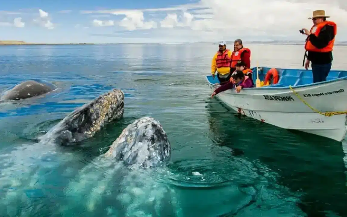 avistamiento de ballenas en Baja California Sur avistamiento de ballenas en Baja California Sur