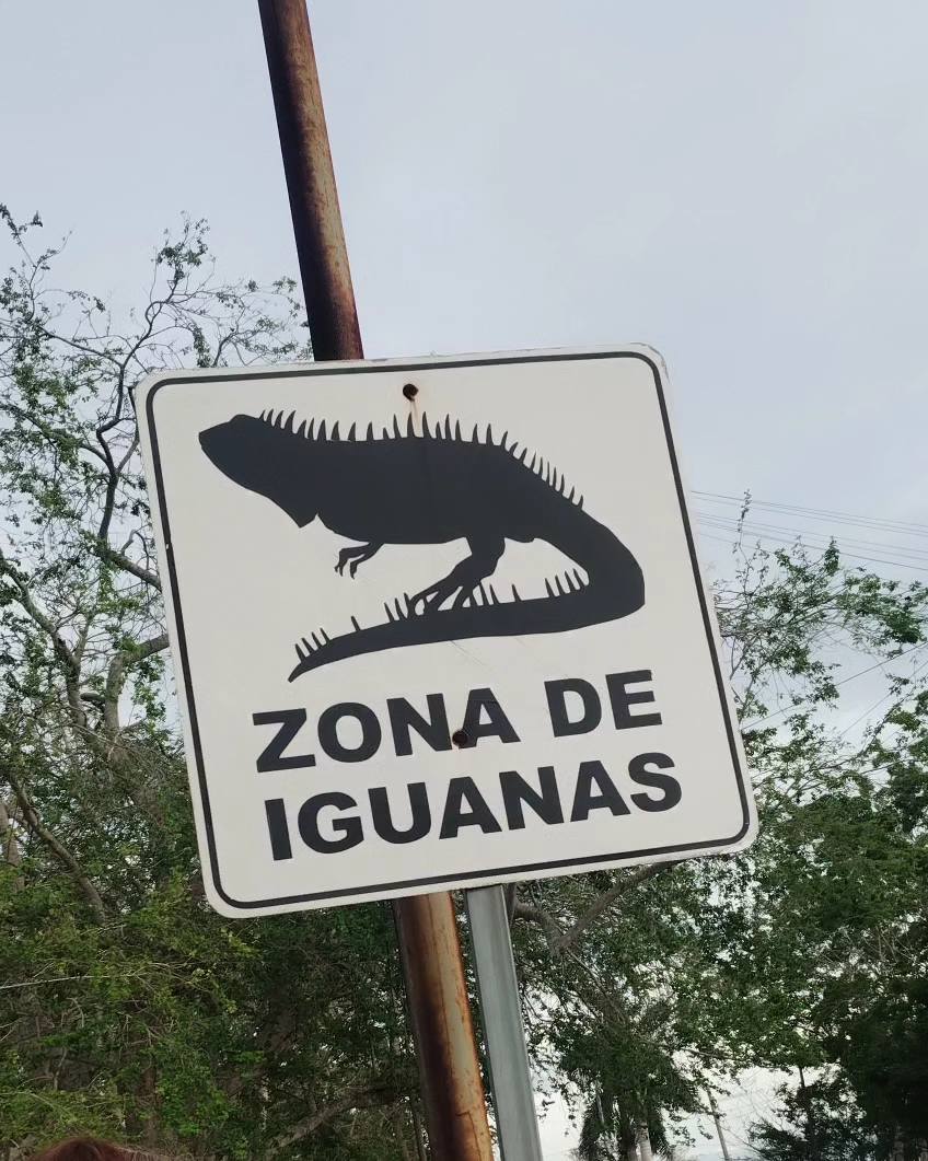 Santuario de las iguanas en Tuxpan Santuario de las iguanas en Tuxpan