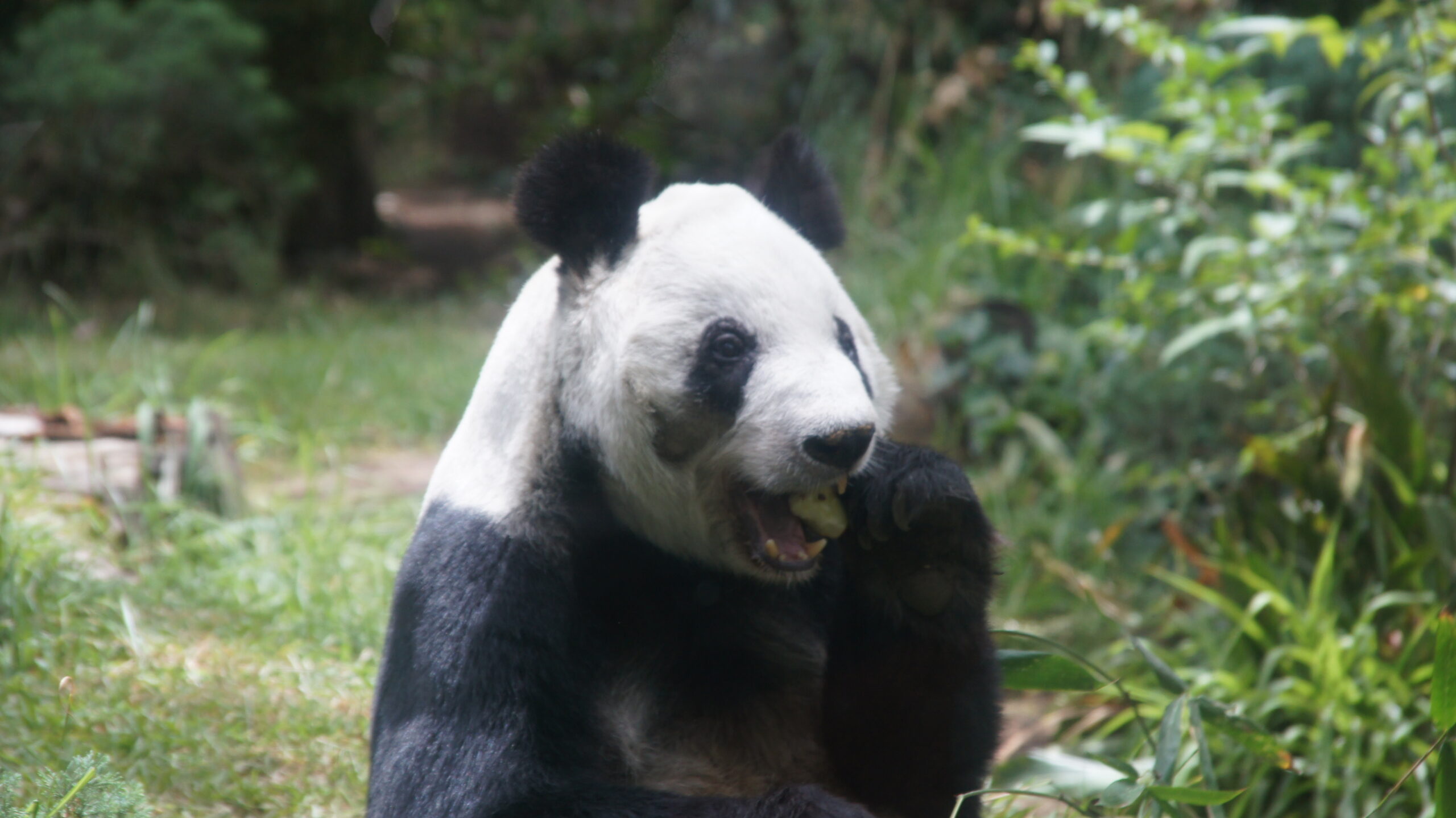 Xin Xin, la panda gigante de Chapultepec, celebra 34 años de vida Xin Xin, la panda gigante de Chapultepec, celebra 34 años de vida