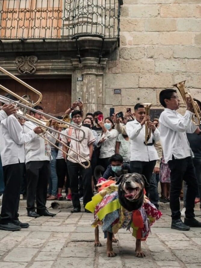 Festejo de la Guelaguetza Perrito Mazapán en el festejo de la Guelaguetza