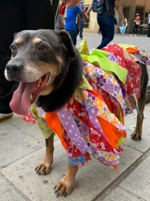 Perrito Mazapán Perrito Mazapán