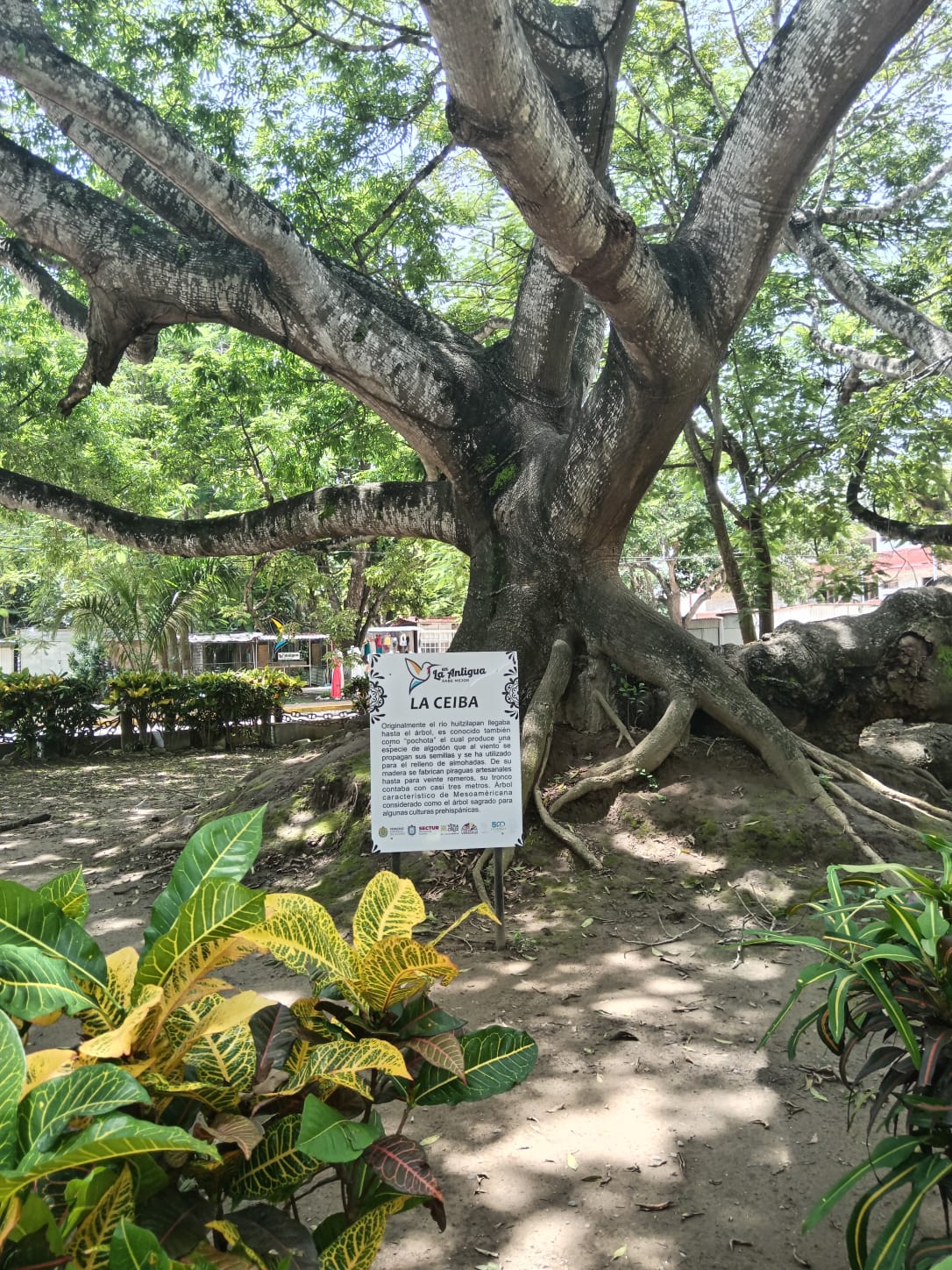 Descubre La Antigua Veracruz, primer municipio de la Nueva España A 28 kilómetros del puerto de Veracruz se localiza La Antigua Veracruz, un lugar lleno de historia que cuenta los inicios de lo que hoy conocemos como nuestro país.