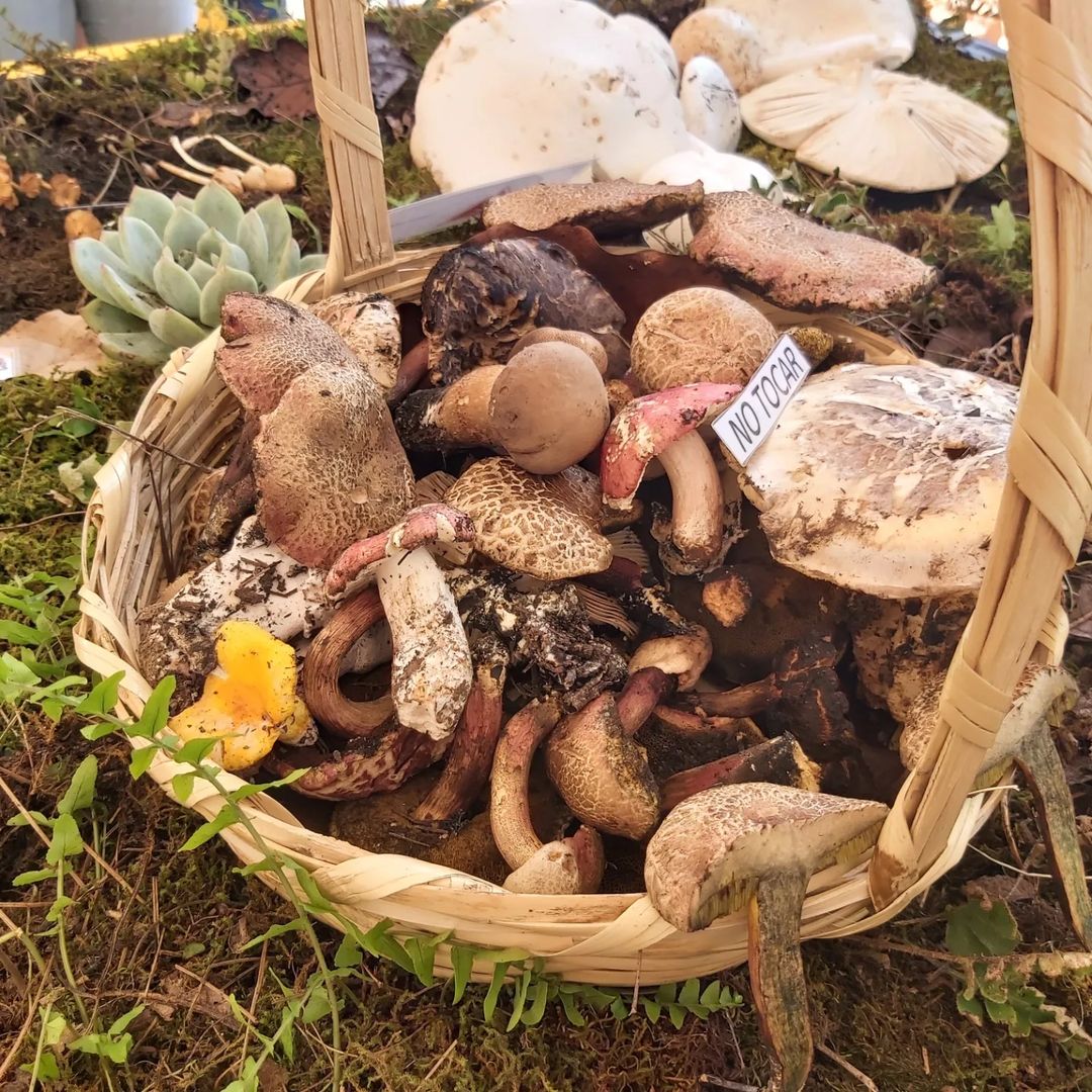 En Jalisco, mas de mil especies de hongos: UdeG