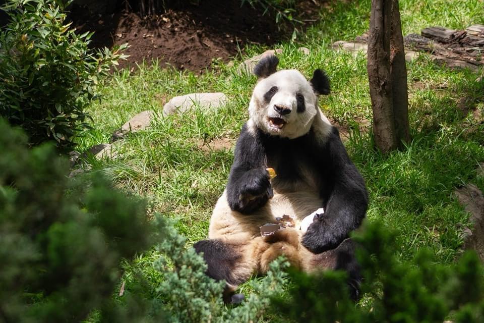 Panda Xin Xin