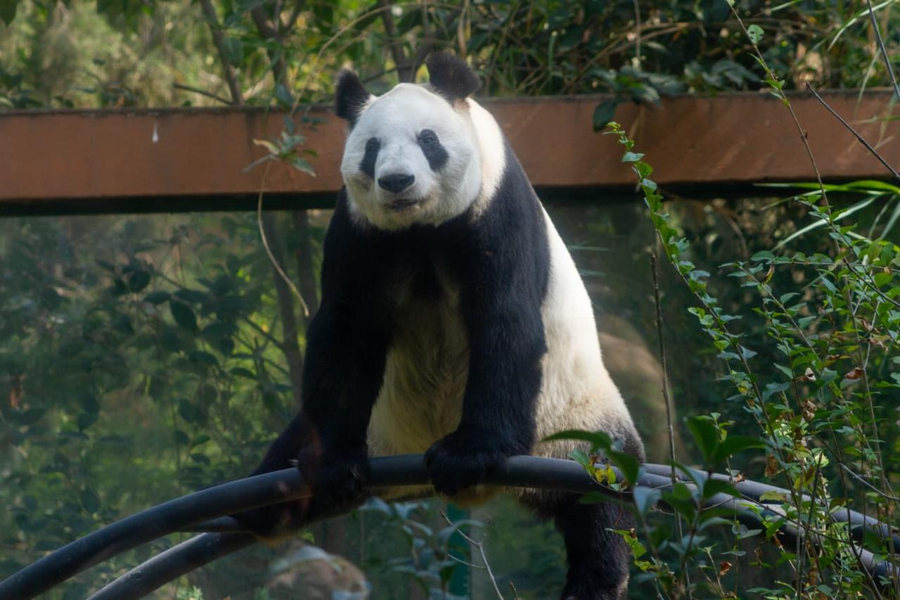 Panda Xin Xin
