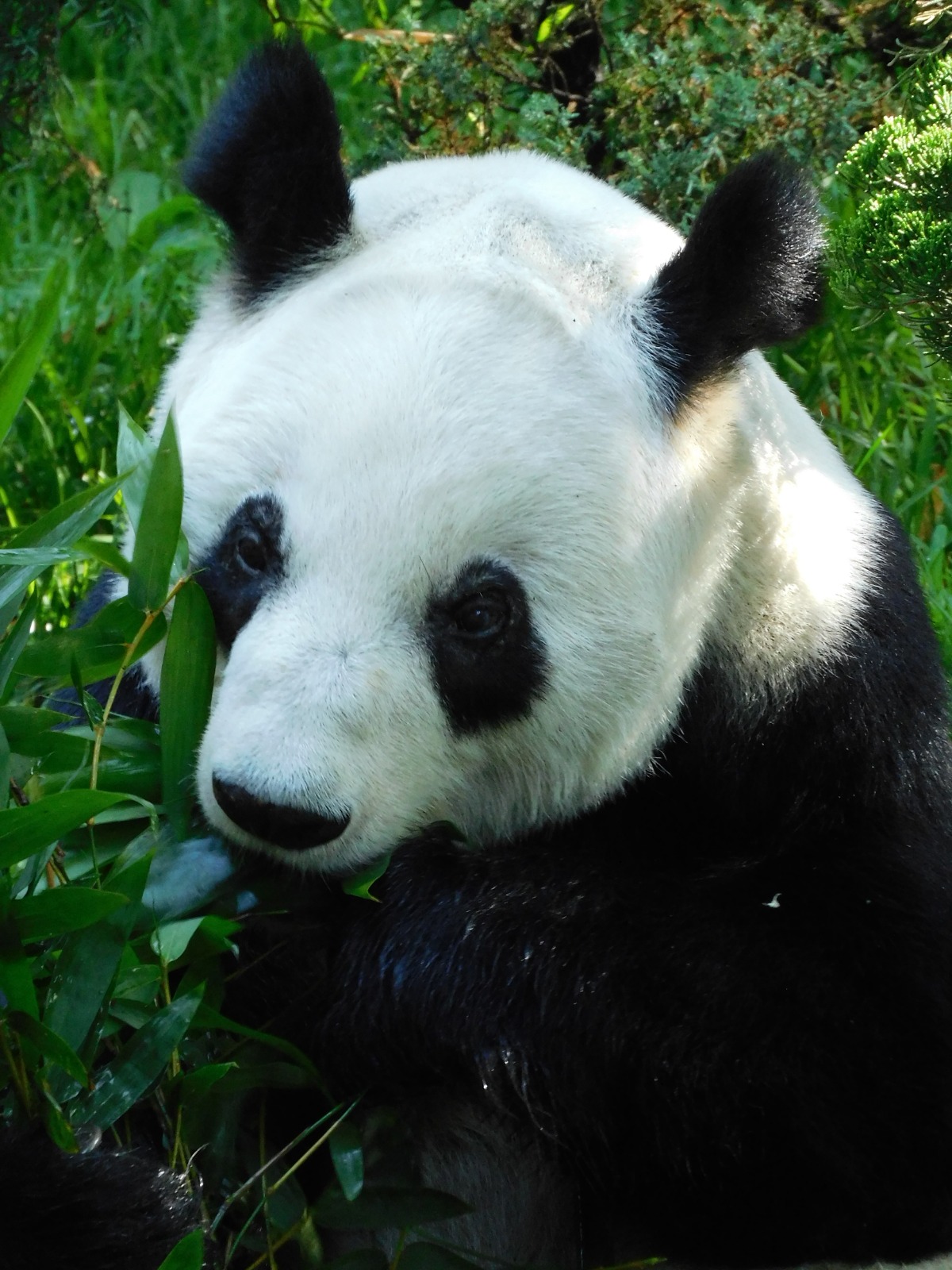 Panda Xin Xin