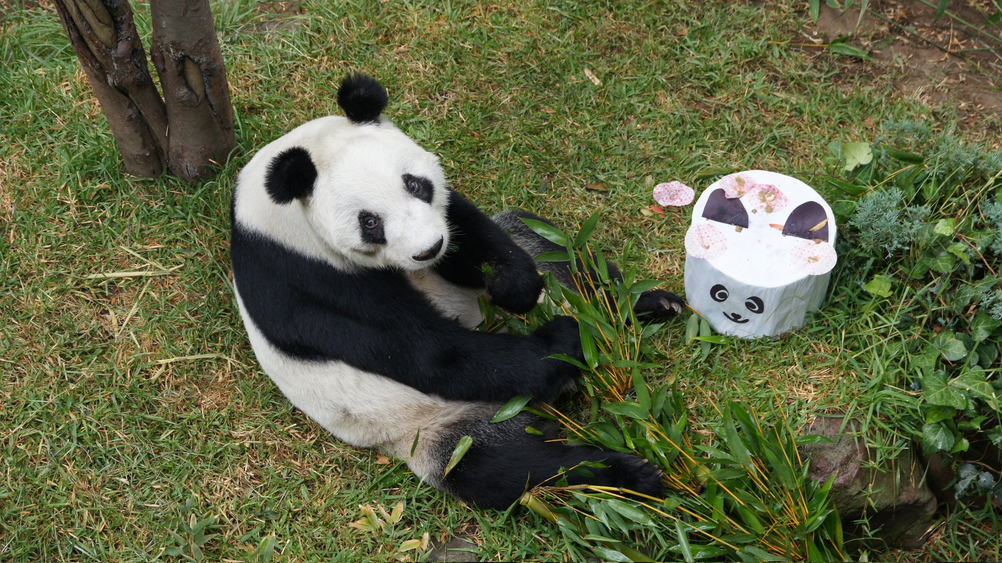 Panda Xin Xin