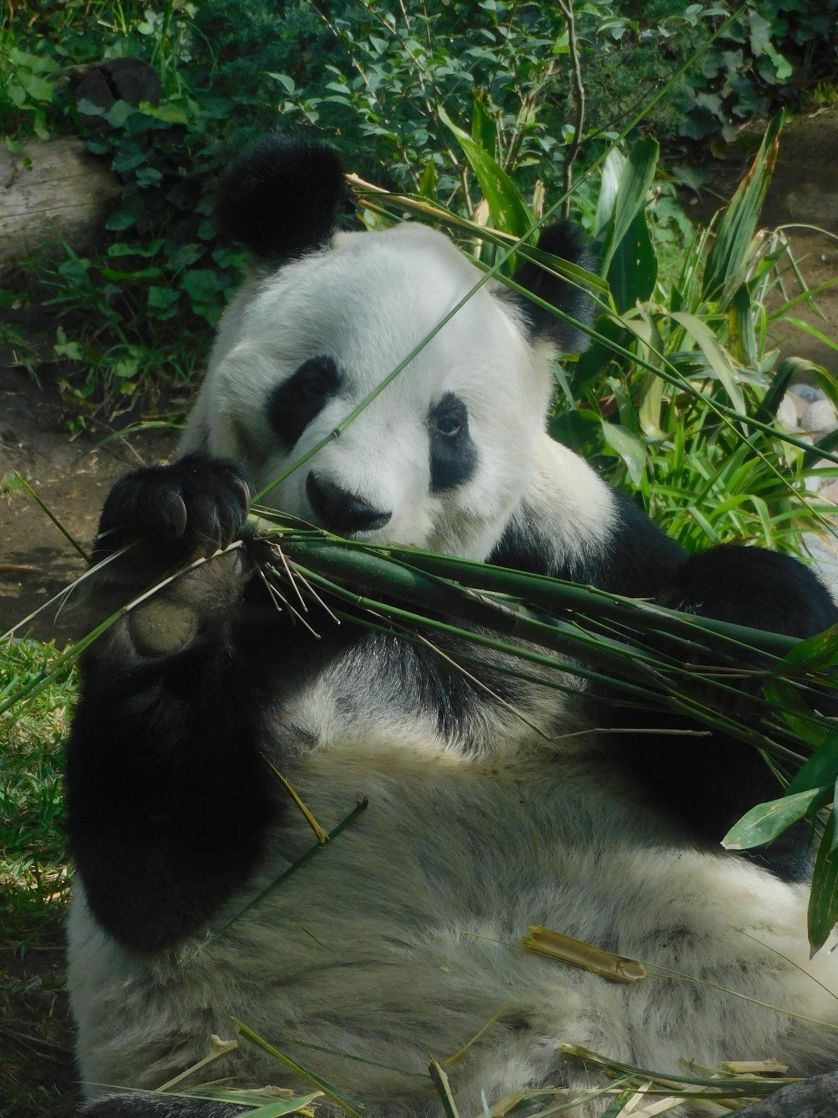 Panda Xin Xin