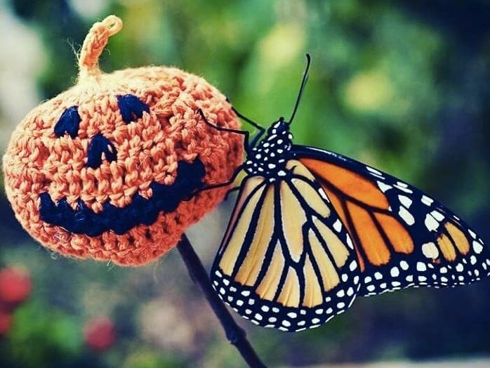 Mariposa Monarca en el Día de Muertos. Mariposa Monarca en el Día de Muertos.