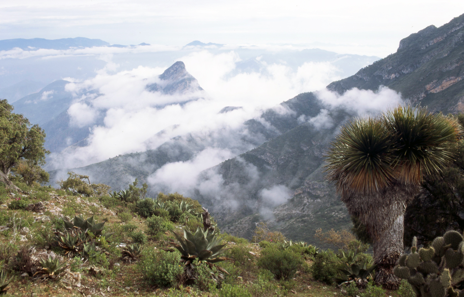 Reserva de la Biosfera Sierra Gorda en San Juan del Rio Reserva de la Biosfera Sierra Gorda en San Juan del Rio