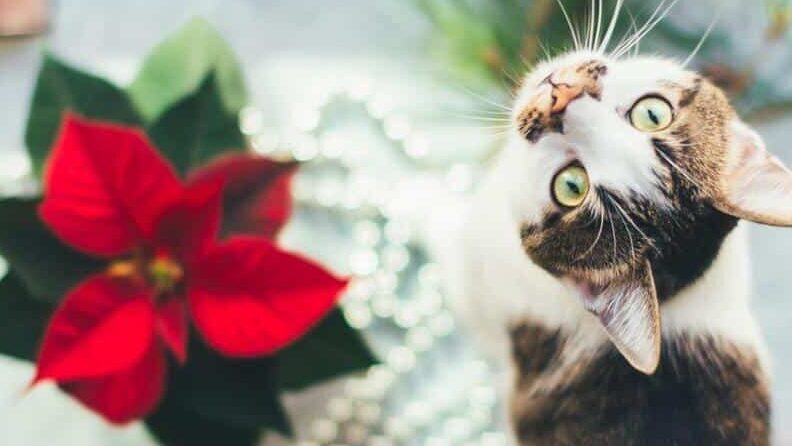La flor de nochebuena puede ser tóxica para tus mascotas La flor de nochebuena puede ser tóxica para tus mascotas