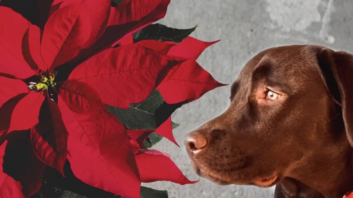 La flor de nochebuena puede ser tóxica para tus mascotas La flor de nochebuena puede ser tóxica para tus mascotas