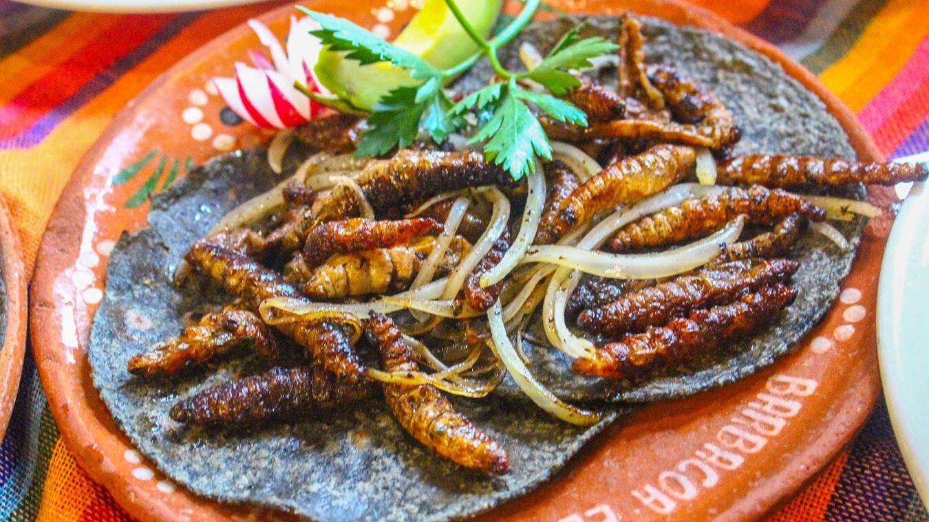 Tacos de chinicuiles entre los tacos exóticos de México Tacos de chinicuiles entre los tacos exóticos de México