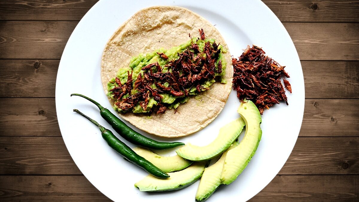 Tacos de jumiles. Tacos de jumiles.