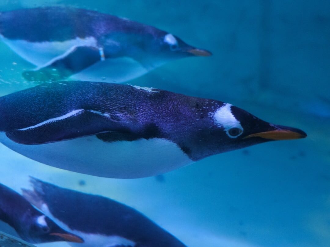 Día de los Pingüinos Día de los Pingüinos
