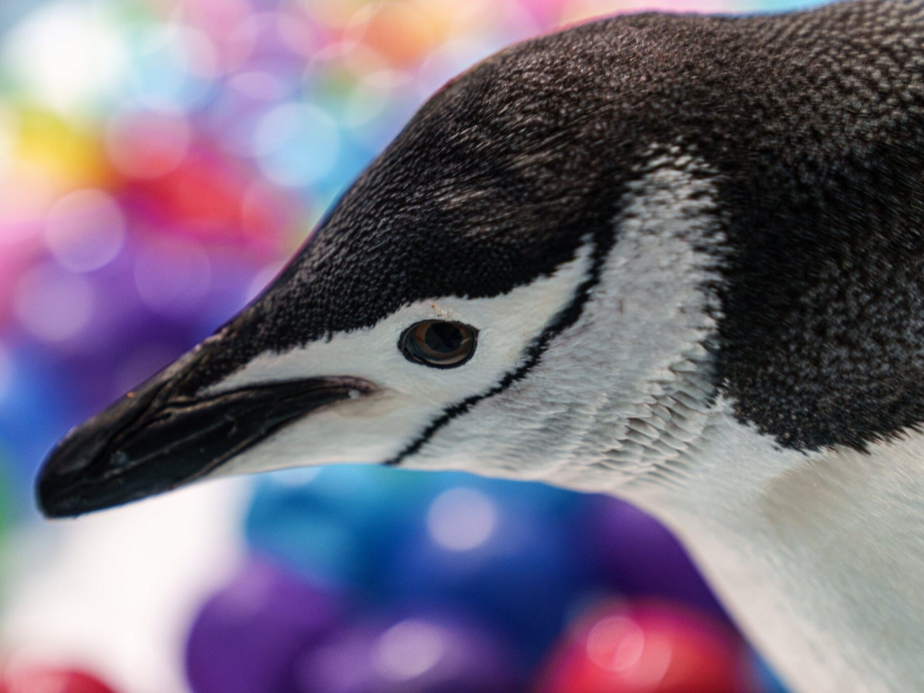 Día de los Pingüinos Día de los Pingüinos
