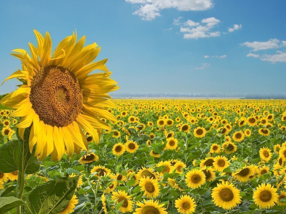 campos de girasoles en Guelatao, Oaxaca campos de girasoles en Guelatao, Oaxaca