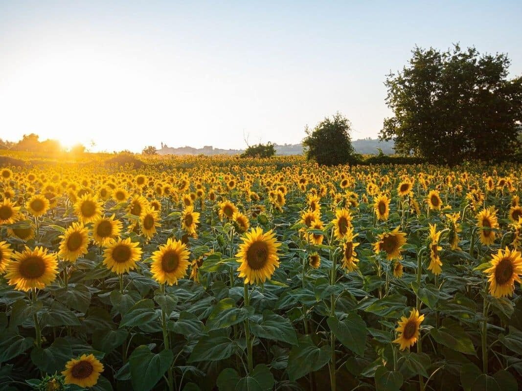 campos de girasoles en bacalar campos de girasoles en bacalar